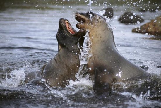 Hooker's Sea Lion Cow Sparring with Young Bull, Campbell Island, New Zealand
