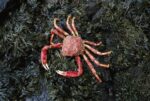 Auckland Island Spider Crab, New Zealand