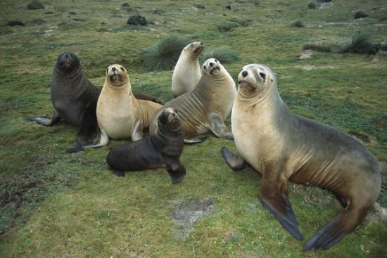 Hooker's Sea Lion Cow and Pups Interacting, Enderby Island, New Zealand