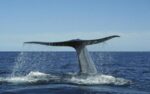 Blue Whale Raising Fluke for Deep Dive, Sea of Cortez, Baja California, Mexico