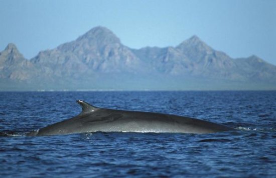 Fin Whale at Winter Feeding Grounds, Sea of Cortez, Baja California, Mexico