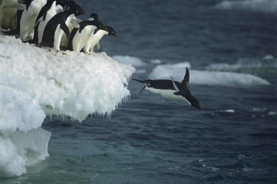 Adelie Penguin Leaping Off Ice Edge, Possession Island, Ross Sea, Antarctica