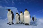 Emperor Penguin Group near Ekstrom Ice Shelf, Weddell Sea, Antarctica