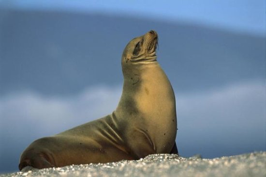 Galapagos Sea Lion Female Sunning, Galapagos Islands, Ecuador