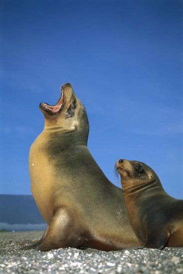 Galapagos Sea Lion Female with Yearling Pup, Galapagos Islands, Ecuador