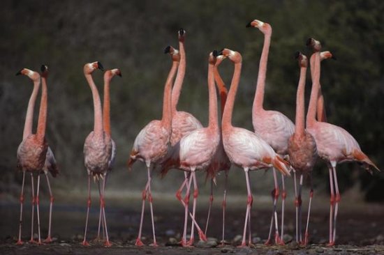 Greater Flamingo Synchronized Group Courtship Dance, Galapagos Islands
