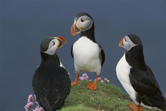 Atlantic Puffin Group Courting, Shetland Islands, Scotland