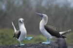 Blue-footed Booby Courting Dance, Galapagos Islands, Ecuador