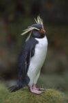 Rockhopper Penguin Portrait, Gough Island, South Atlantic