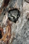 Boreal Owl in a Tree Cavity, Winter, Alaska