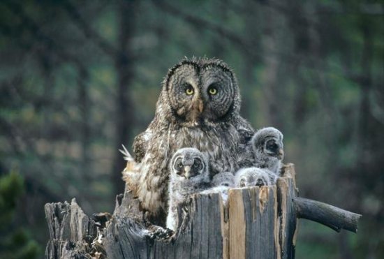 Great Gray Owl With Owlets,Idaho