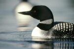 Common Loon Adult on a Lake in  Summer, Wyoming