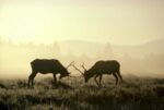 Elk Males Sparring in the Fall, Yellowstone National Park, Wyoming