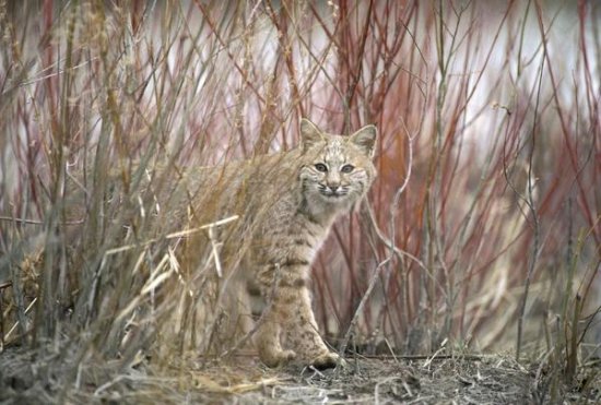 Bobcat Juvenile Emerging from Dry Grass in the Spring, Idaho
