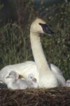 Trumpeter Swan Mother on Nest with Chicks, North America