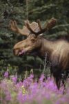 Alaska Moose Feeding on Fireweed Flowers