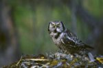 Northern Hawk Owl Feeding on Prey, Slana, Alaska