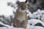 Mountain Lion Juvenile in Snow, North America