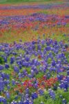 Sand Bluebonnet and Paintbrush Flowers, Hill Country, Texas