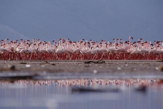 Lesser Flamingo Flock Parading in a Mass Courtship Dance, Lake Bogoria, Kenya