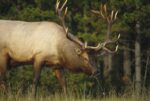 Elk Grazing, North America