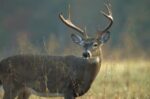 White-tailed Deer portrait, North America