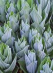False Hellebore with Frost, Gothic, Colorado