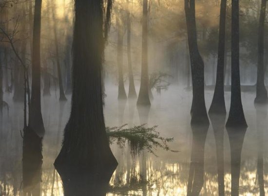Bald Cypress Grove in Freshwater Swamp at Dawn, Lake Fausse Pointe, Louisiana