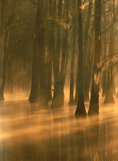 Bald Cypress Swamp, Calcasieu River Backwater, Lake Charles, Louisiana