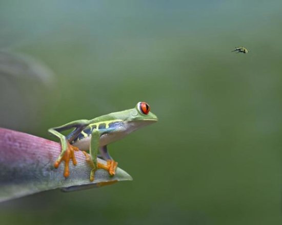 Red-Eyed Tree Frog Eyeing a Bee, Costa Rica