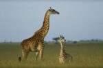Giraffe Adult and Foal on Savanna, Kenya