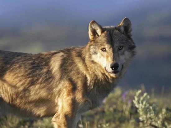 Gray Wolf, North America