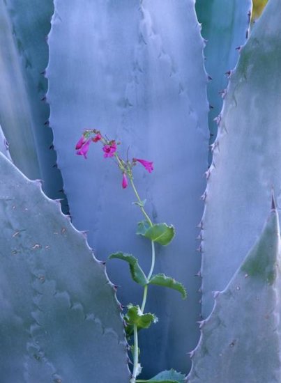 Agave and Parry's Penstemon (close up), North America