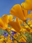 California Poppy Flowers, Antelope Valley, California