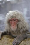 Japanese Macaque Soaking in Hot Springs During a Snowstorm, Japan