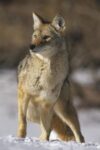Coyote Portrait in Winter, Alleens Park, Colorado