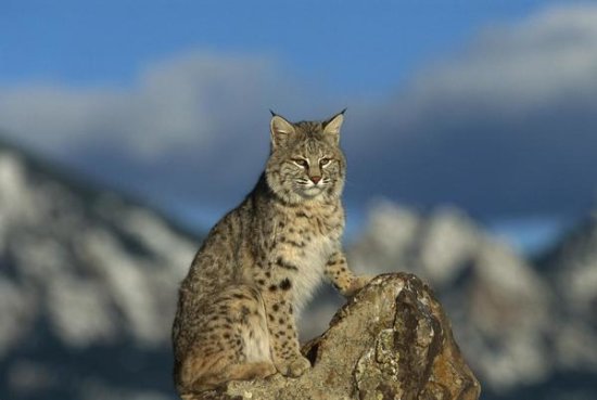 Bobcat , Rocky Mountains, North America