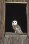 Barn Owl Perching on Barn Window, North America