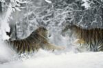 Siberian Tiger Pair Playing Together in Snow, China