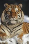 Siberian Tiger Portrait in Snow, China