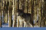 Timber Wolf Camouflaged Amid Birch Forest, North America