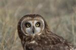 Short-eared Owl Portrait, North America