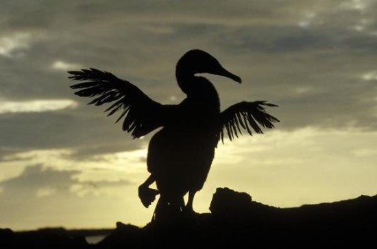 Flightless Cormorant Drying its Wings, Galapagos Islands, Ecuador