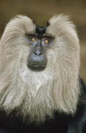Lion-tailed Macaque Portrait, India