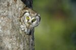 Boreal Owl Peaking Through a Hole in a Tree, Sweden