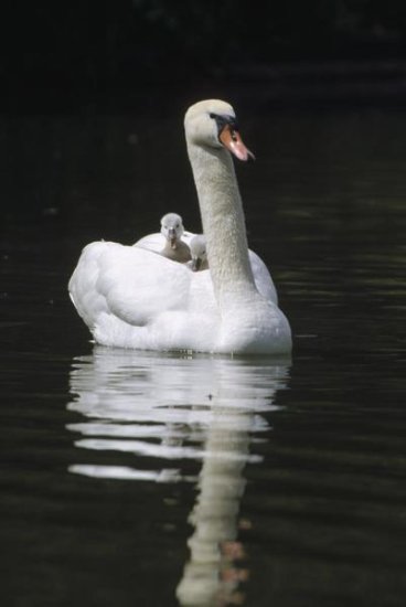 Mute Swan Parent with Chicks Riding on Back, Germany