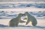 Polar Bear Males Fighting, Hudson Bay, Canada