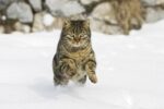 House Cat Male Running in Snow, Germany