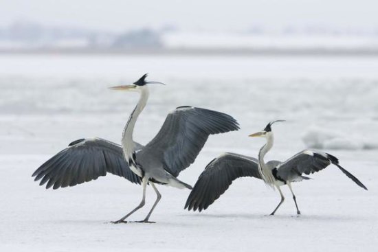 Grey Heron Pair in Winter, Usedom, Germany