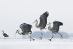 Grey Heron Trio Fighting Over Fish, Usedom, Germany